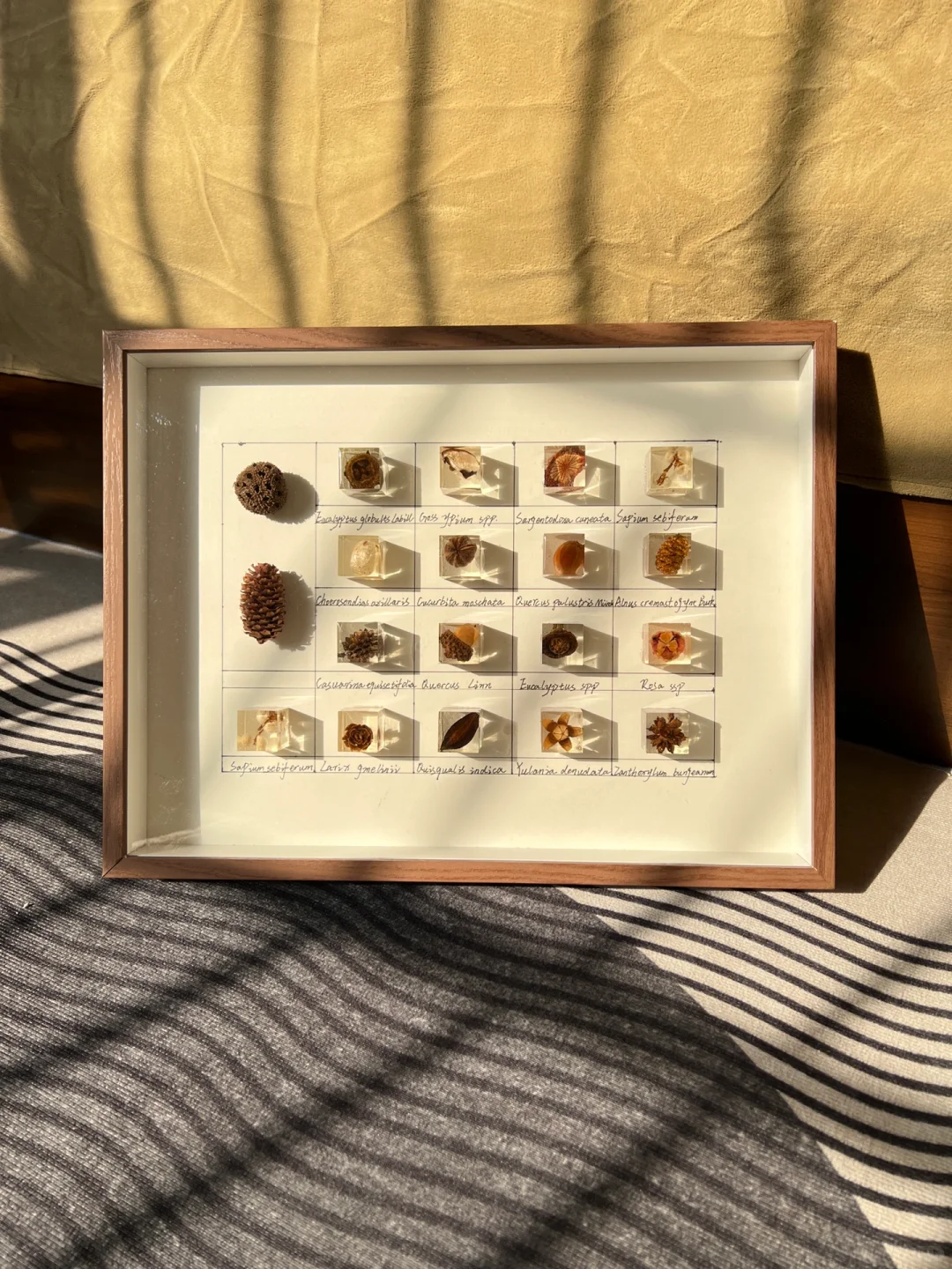 滴胶植物标本?|把秋天留在秋天