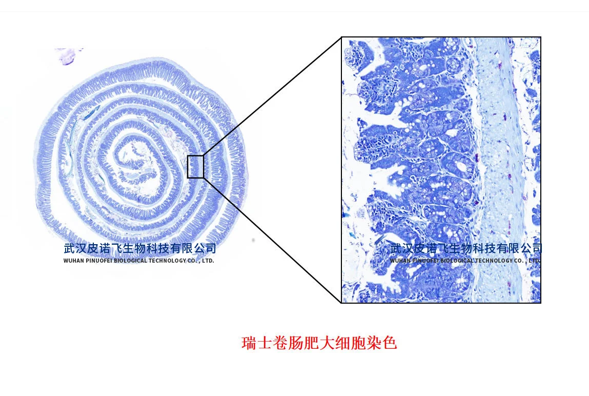 小鼠肠道#瑞士卷肠制作+肠道常见染色效果图