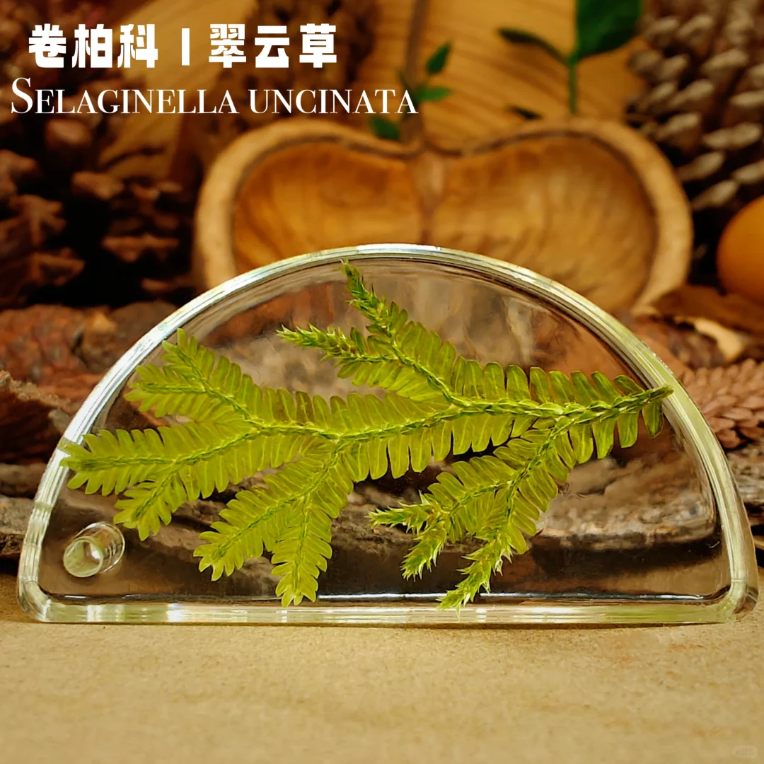 自制｜《手工植物滴胶一》