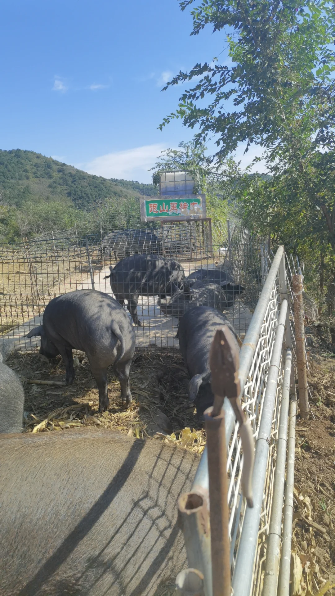 跑山黑猪肉寻合作伙伴