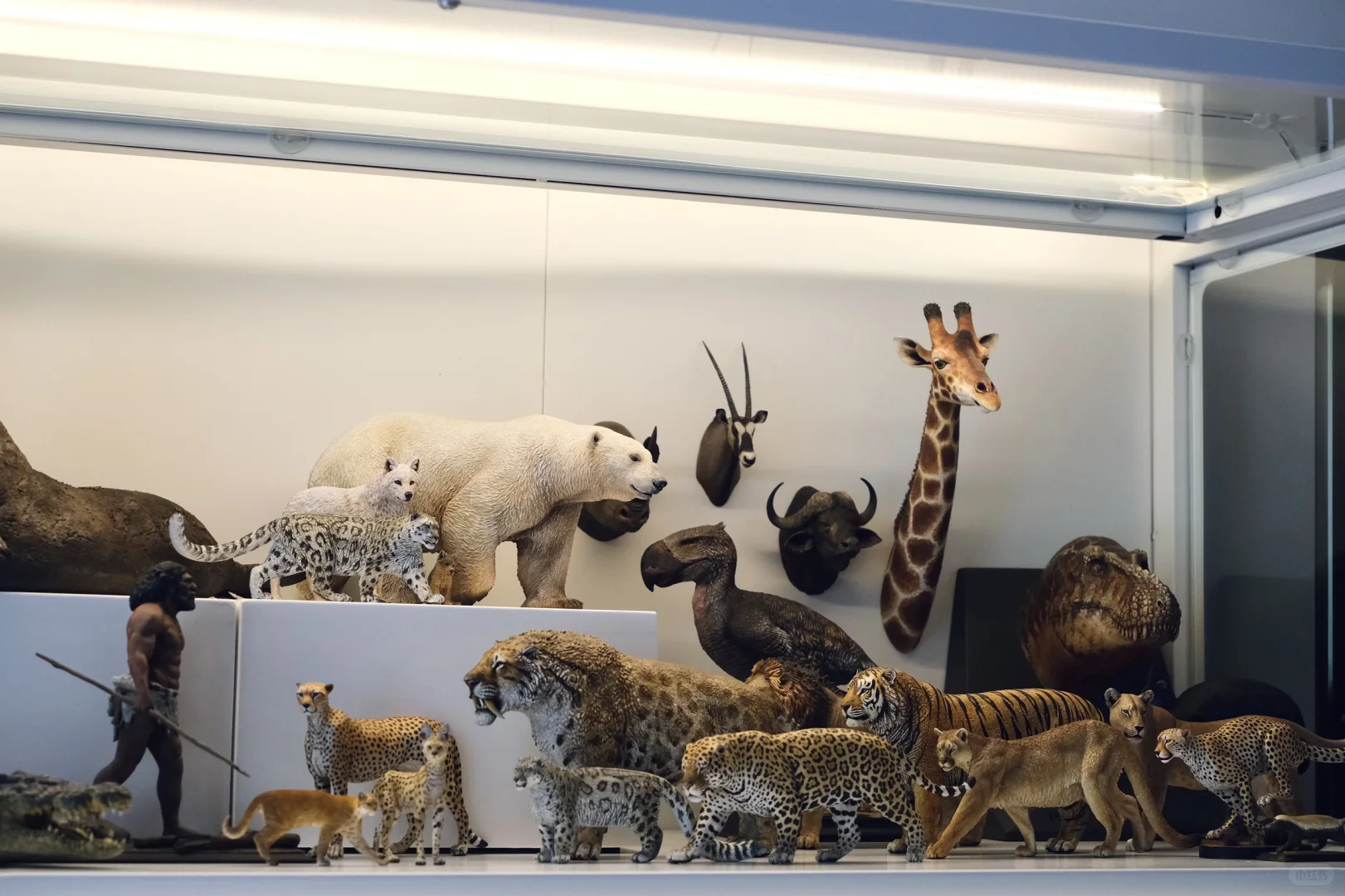 1:15动物模型一些收藏