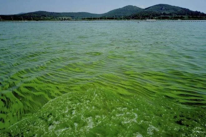 深水湖库富营养化成因与特征