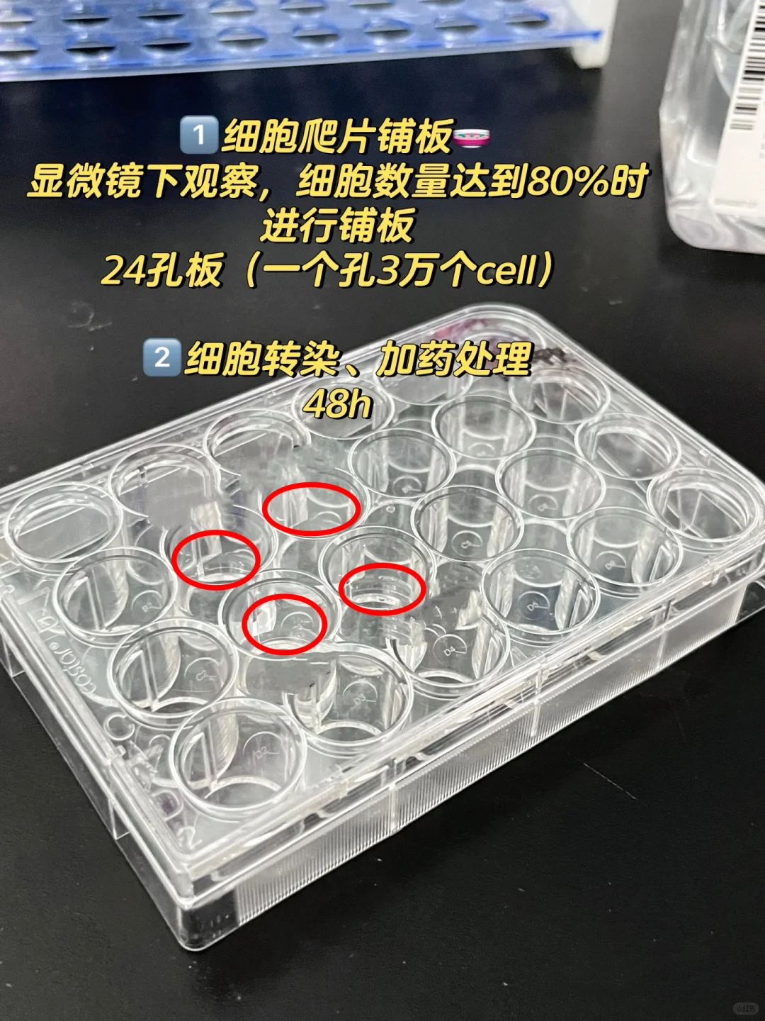 细胞免疫荧光实验 protocol详解‼️
