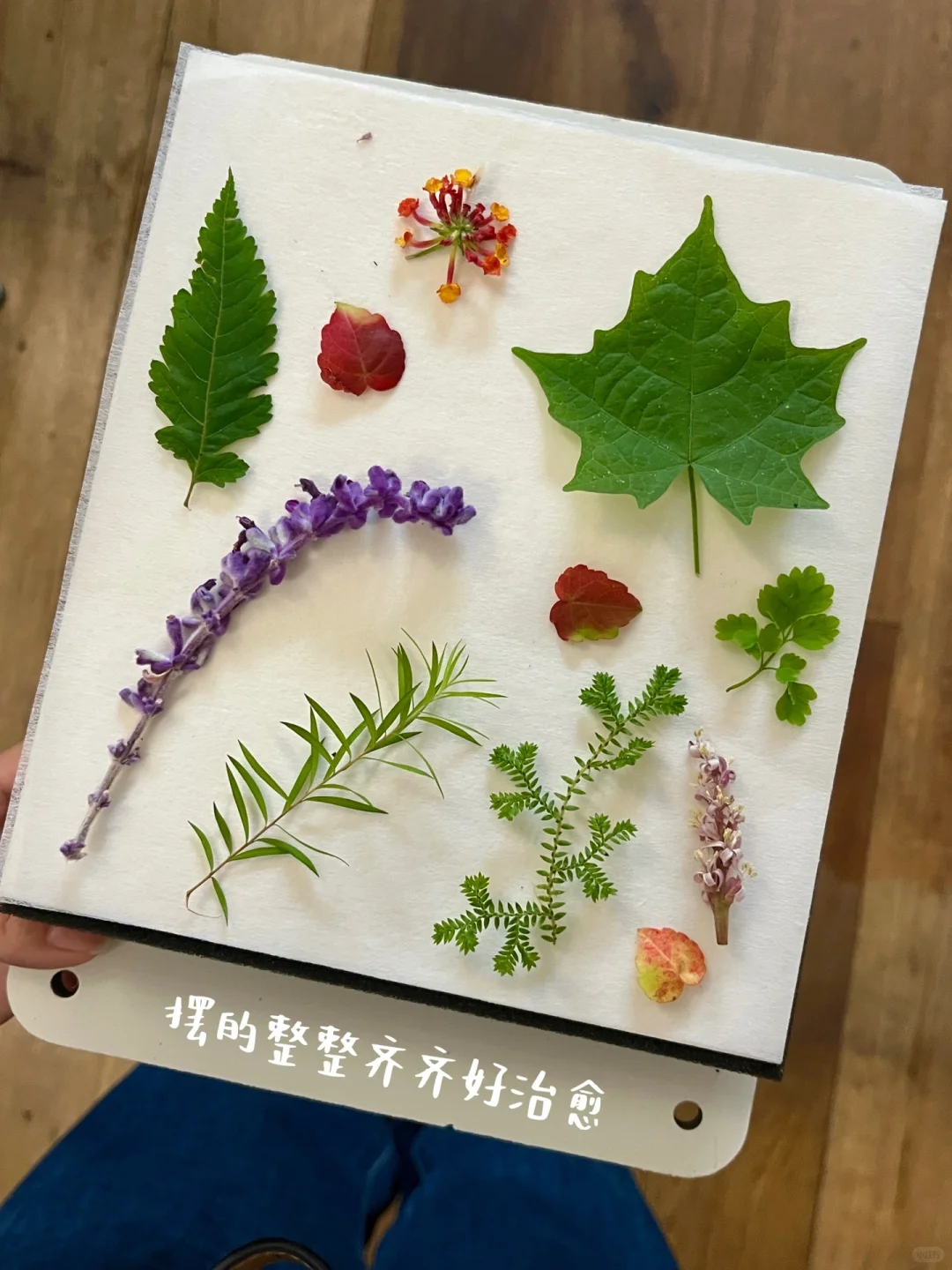 滴胶植物标本?制作详细教程来了