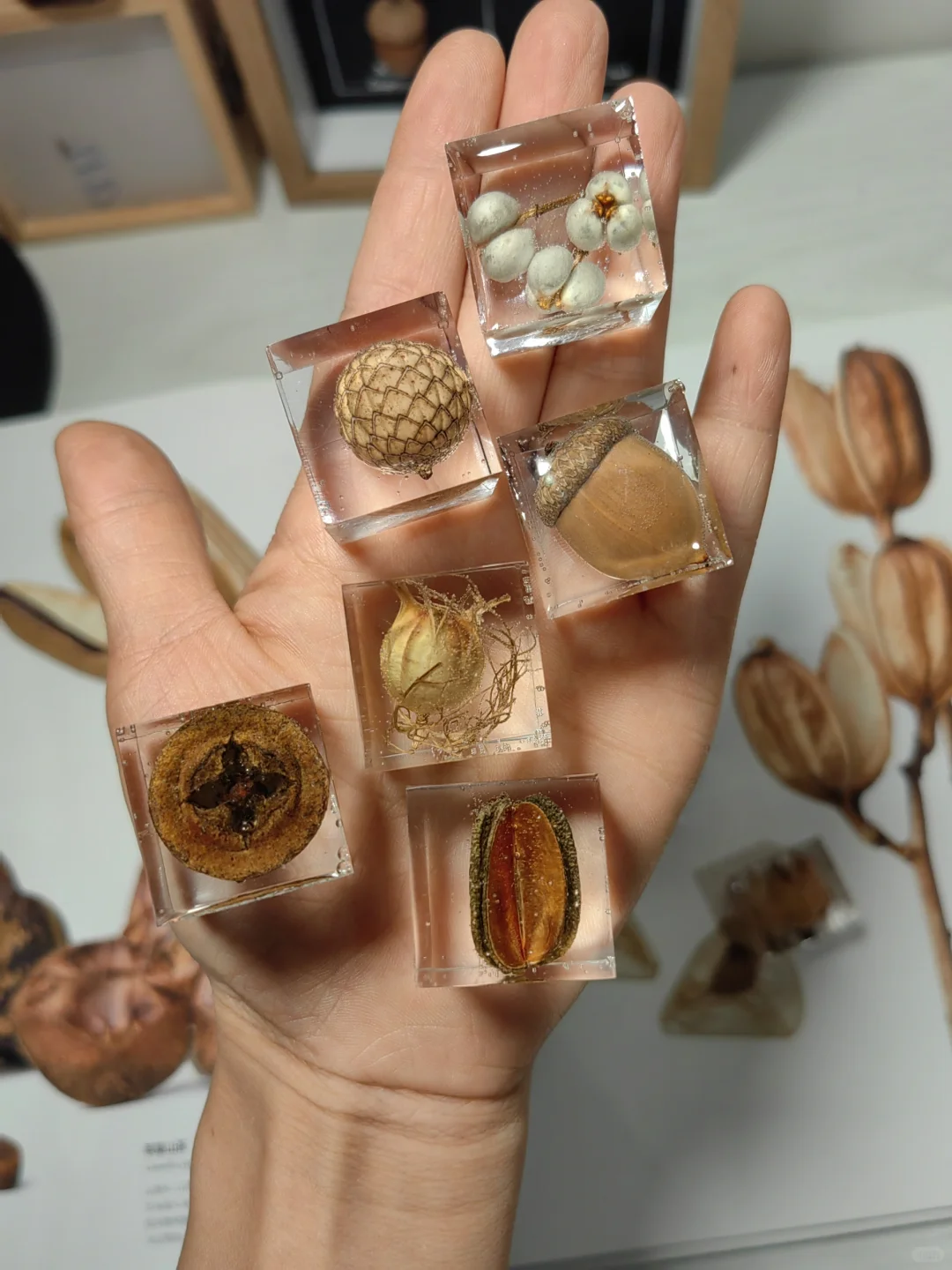 滴胶种子标本，让美永恒！