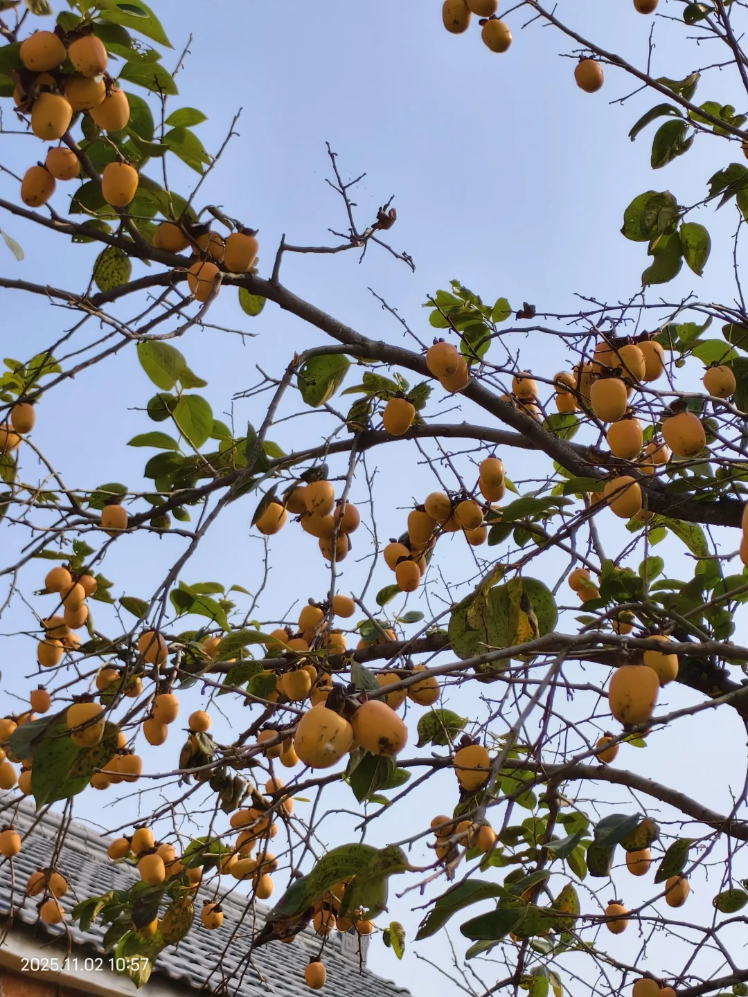 怀孕查出携带耳聋基因？！