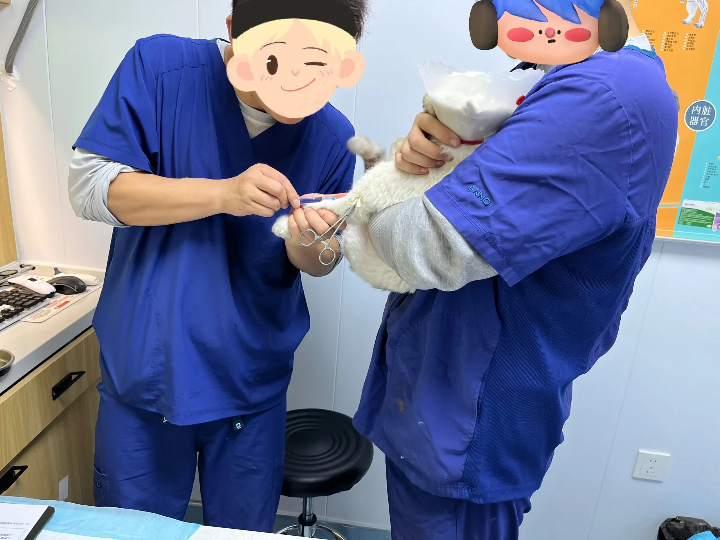 Ok，体检完了。没人来接猫……