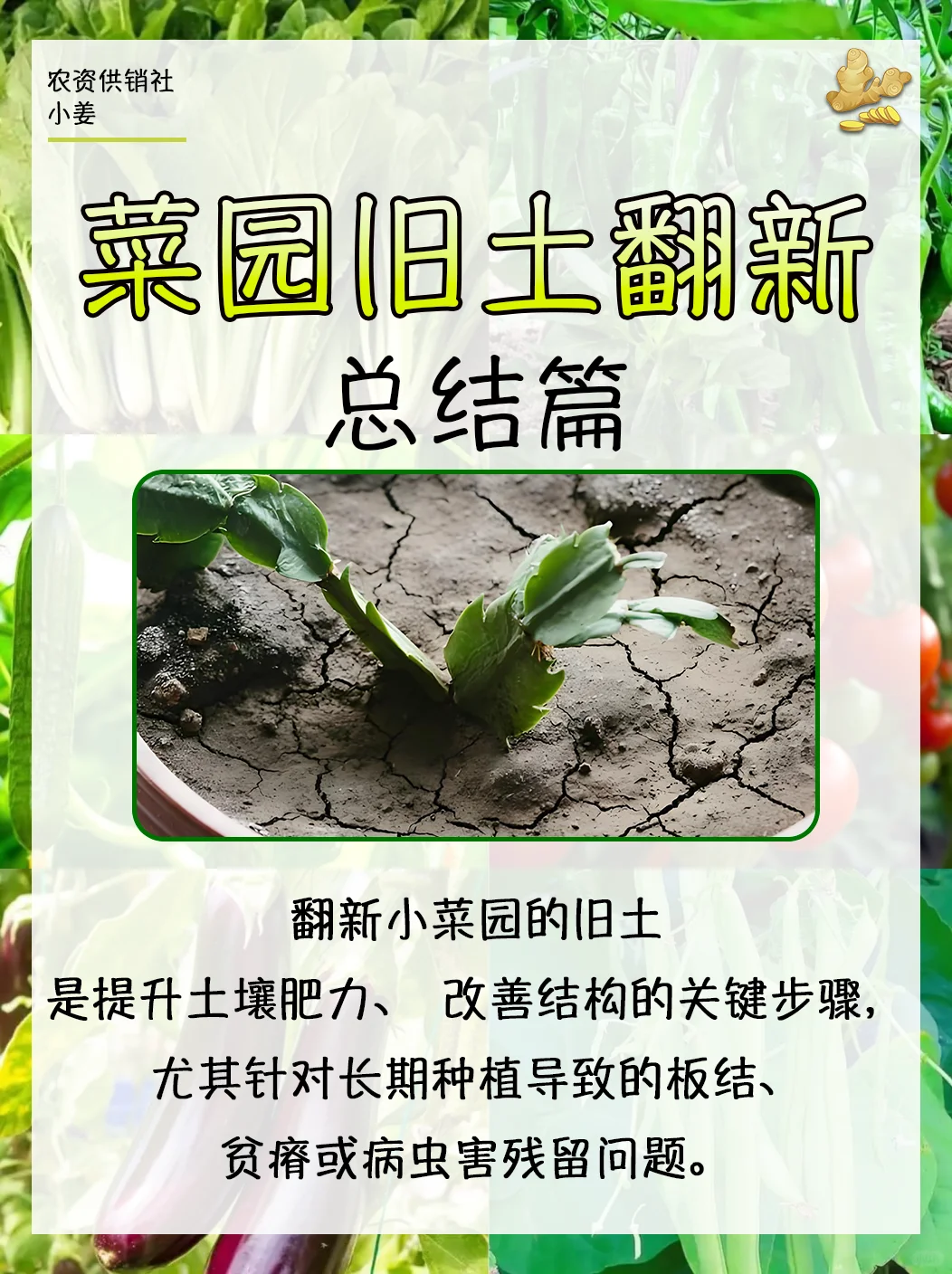 ?【总结篇】小菜园旧土翻新判断及处理