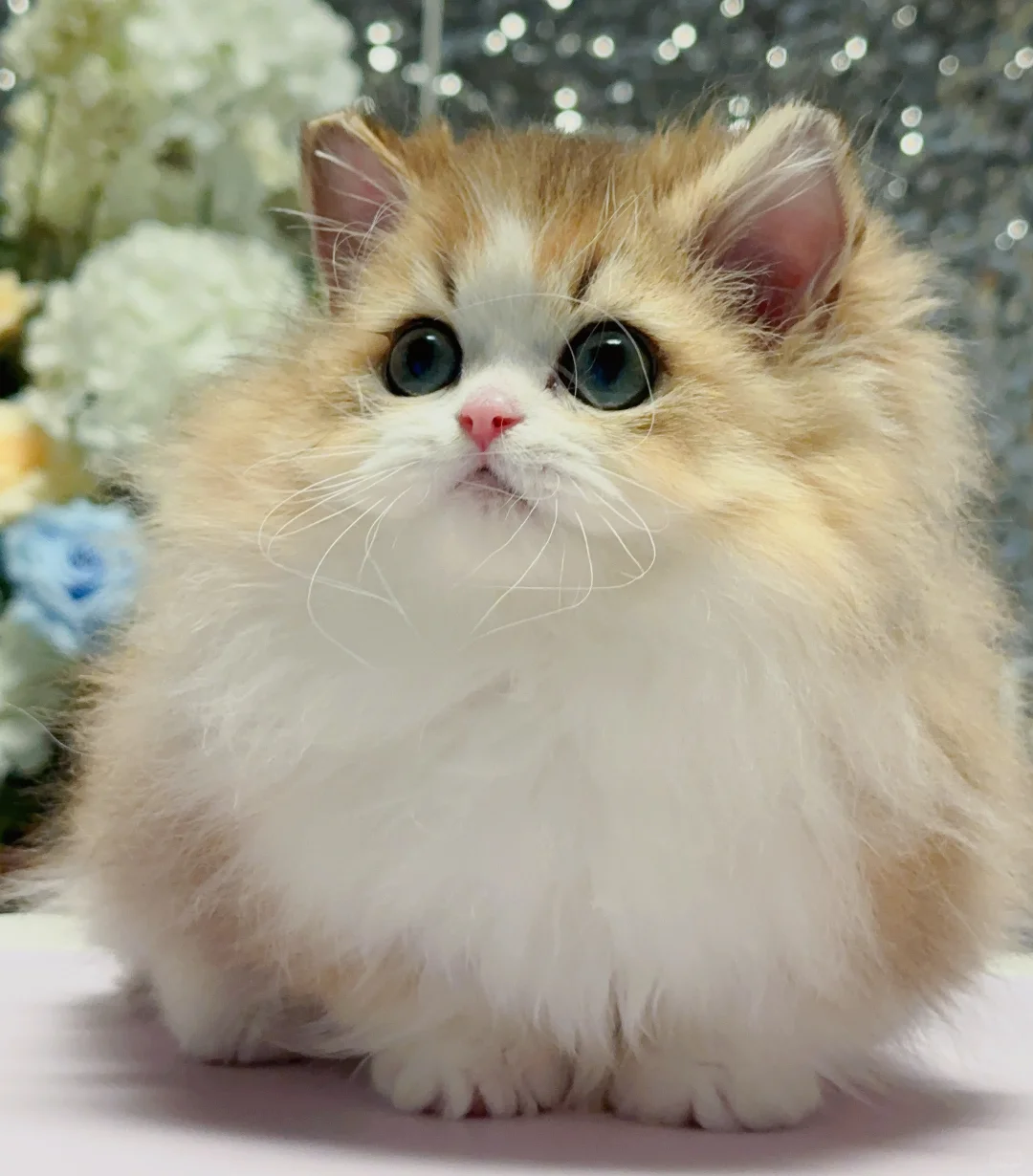 金加白米努特弟弟