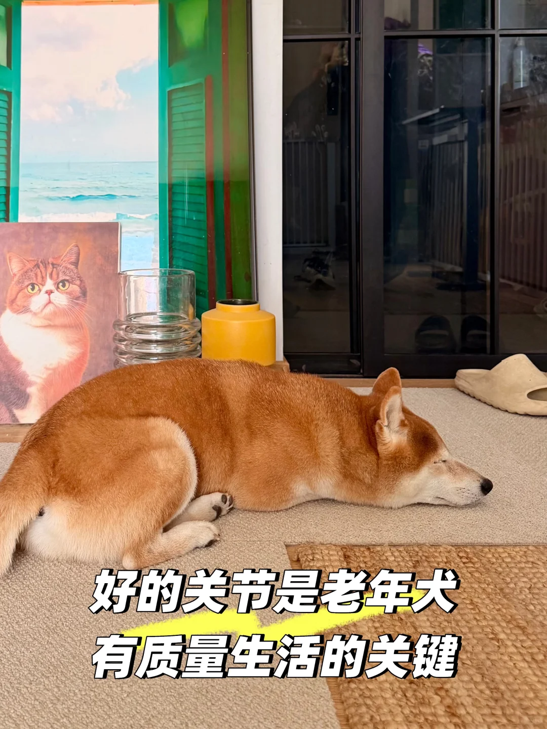 老年犬家庭适老化改造（下）｜防滑和睡眠