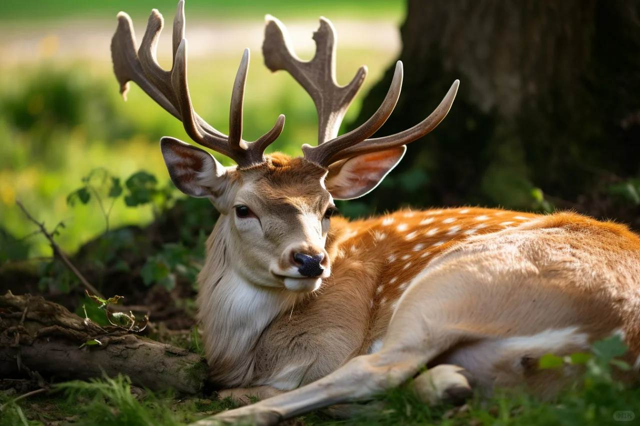 ?从产业发展的角度看农场养殖梅花鹿意义