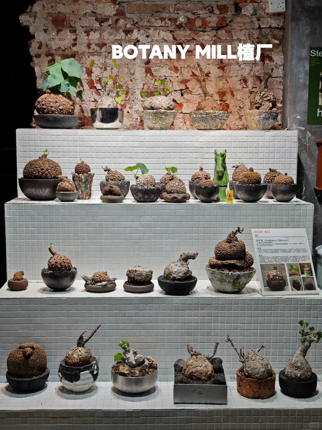 植物买手店和植物加工厂