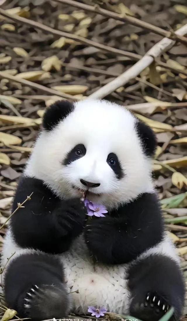 寻求工程方面投标 标前方面合作