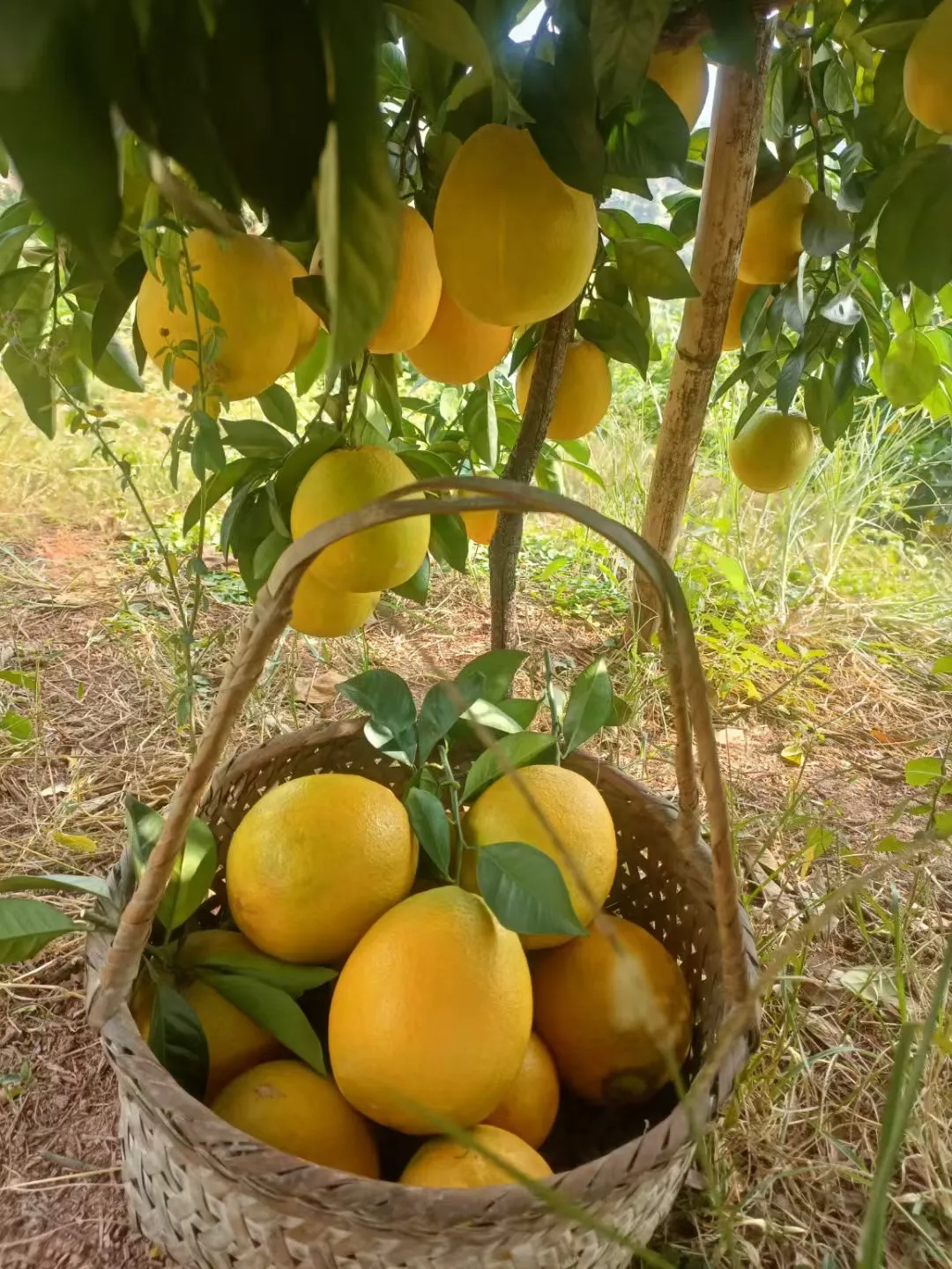 赣南脐橙：江西果冻橙驾到