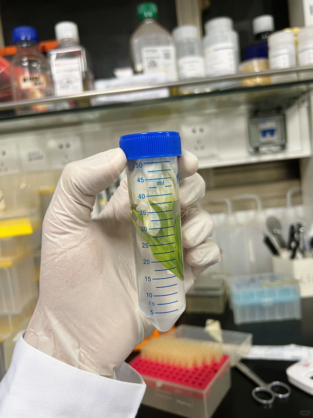 在多聚甲醛中永恒绽放