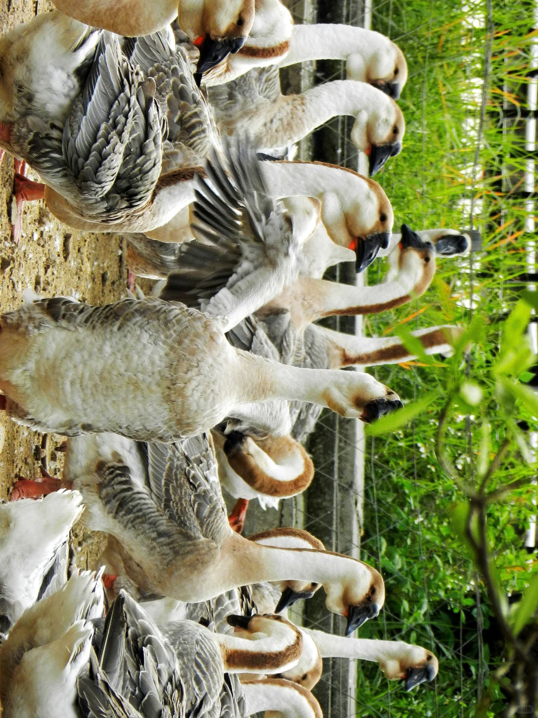 潜入澄海狮头鹅养殖场!