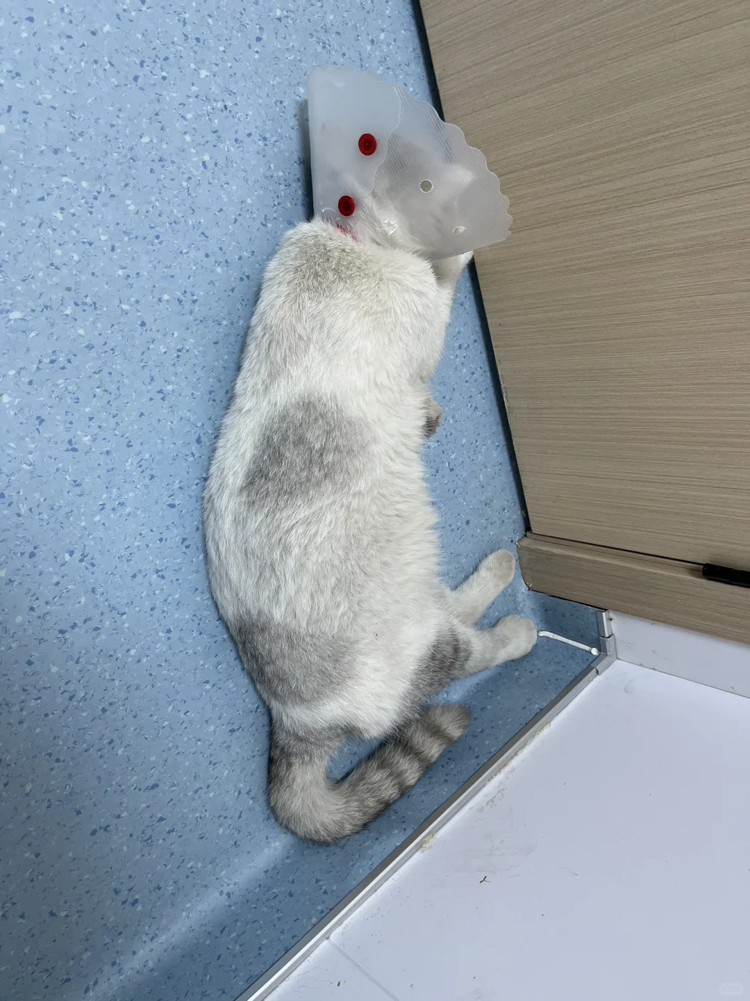 Ok，体检完了。没人来接猫……
