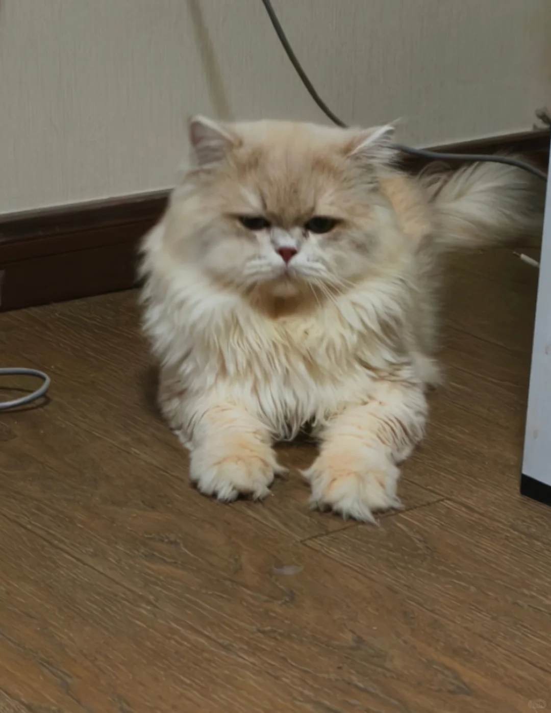 给我的猫咪做完基因检测