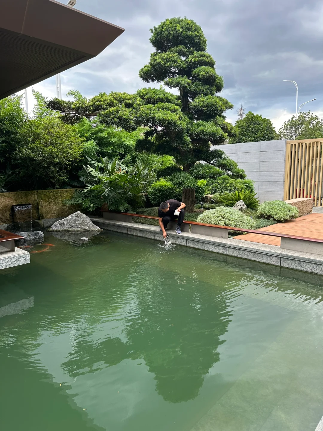 鱼池水质不好，用氧化菌修复，观察水色变化！