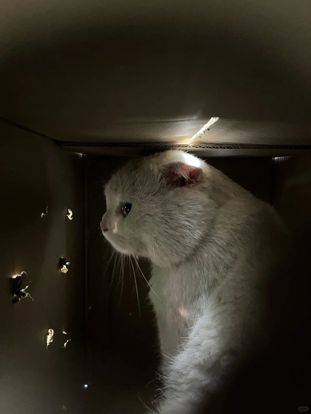 Ok，体检完了。没人来接猫……