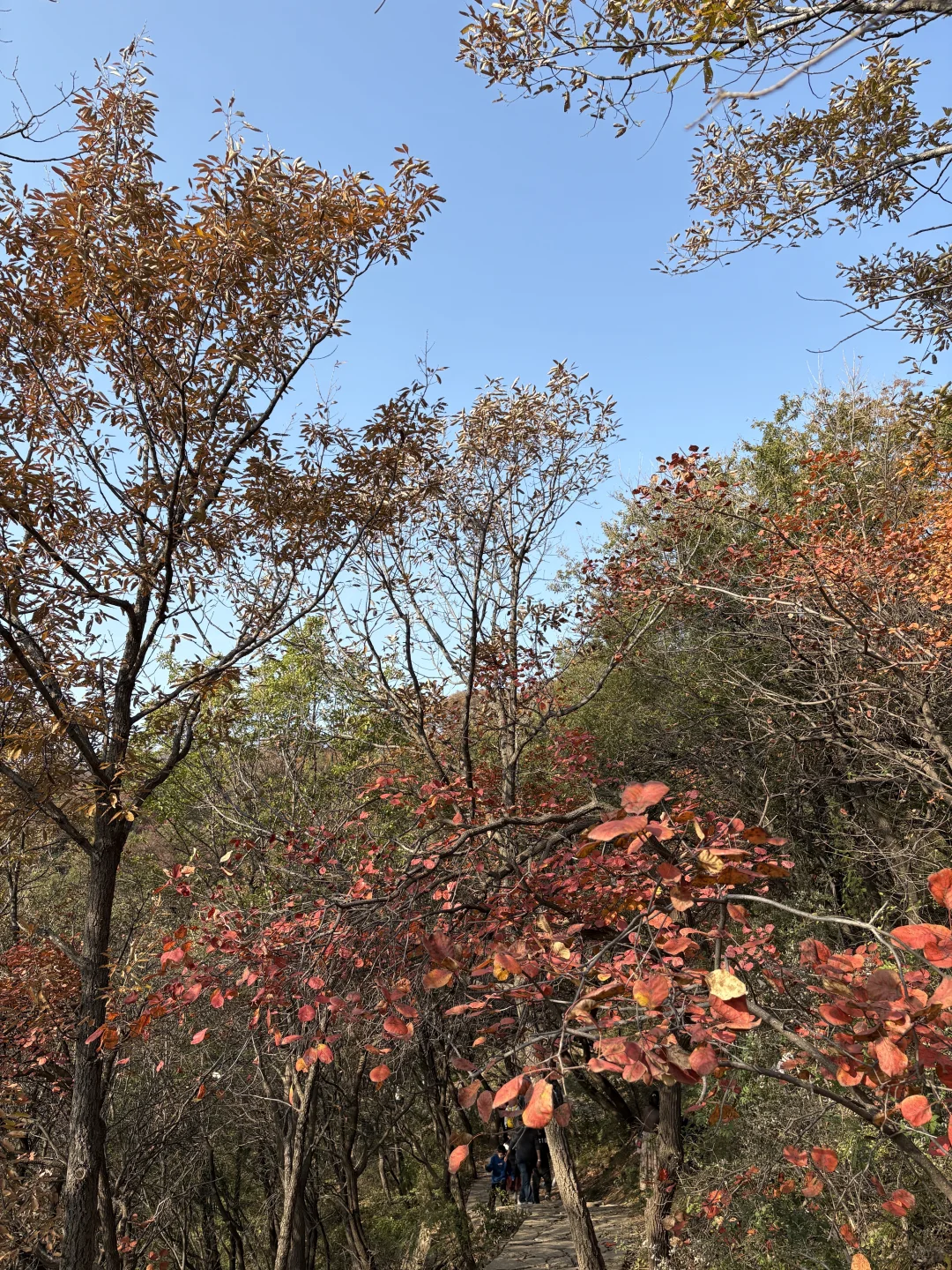 巩义达西沟赏红叶保姆级攻略?