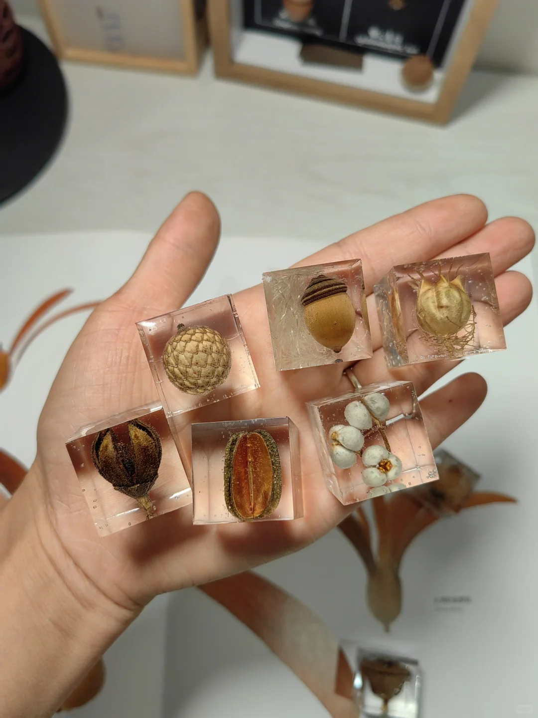 滴胶种子标本，让美永恒！