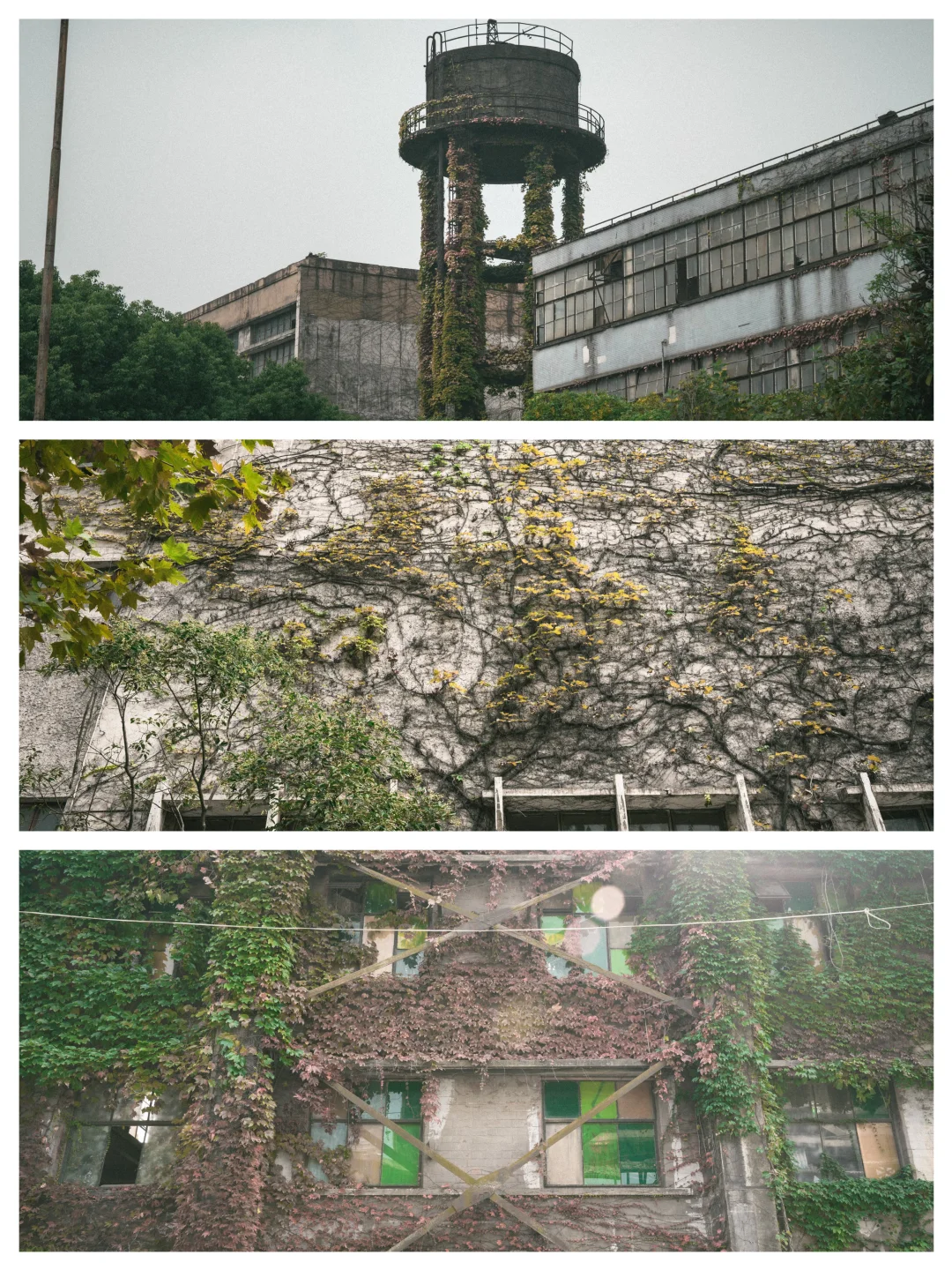 残骸与新生，大自然改造了废弃工厂