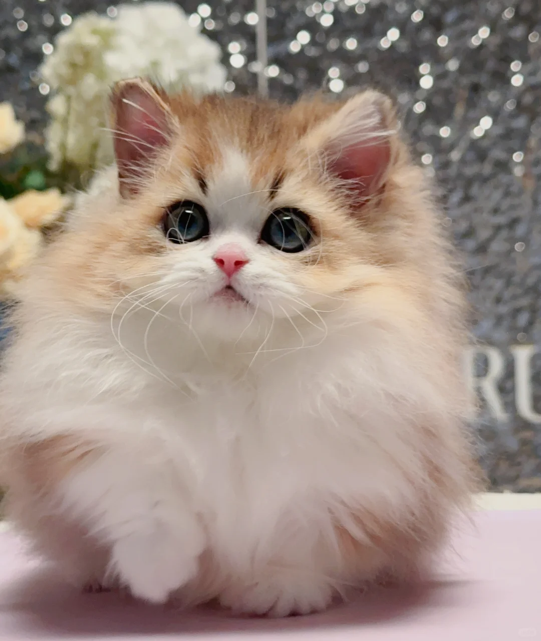 金加白米努特弟弟