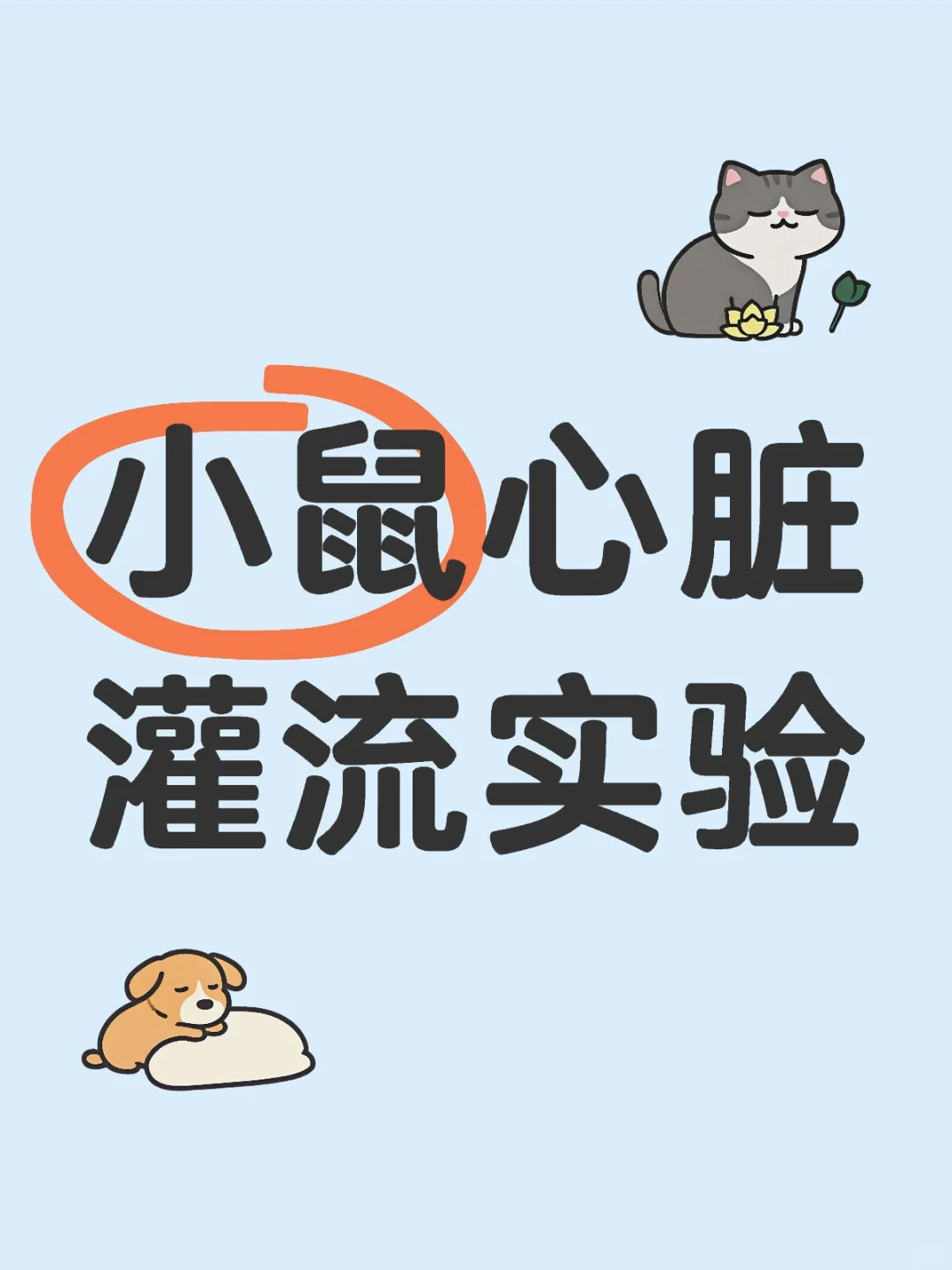 小鼠心脏灌流实验全流程详解