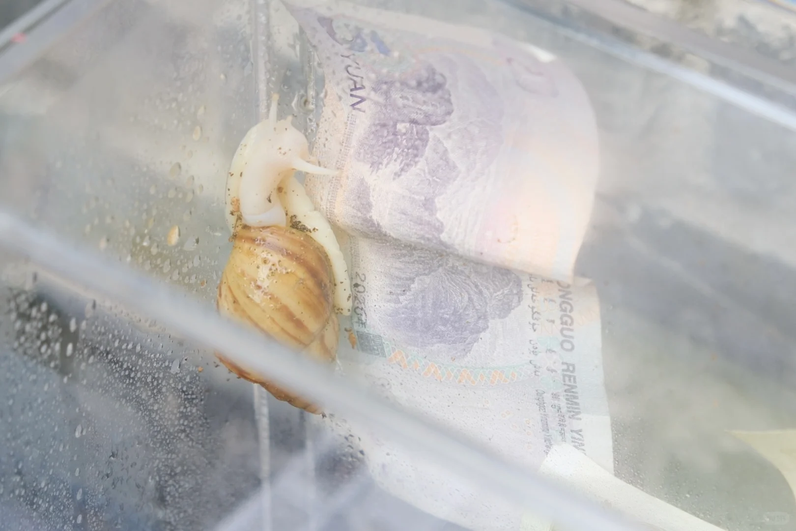 Snailgraphy毕设时间！～