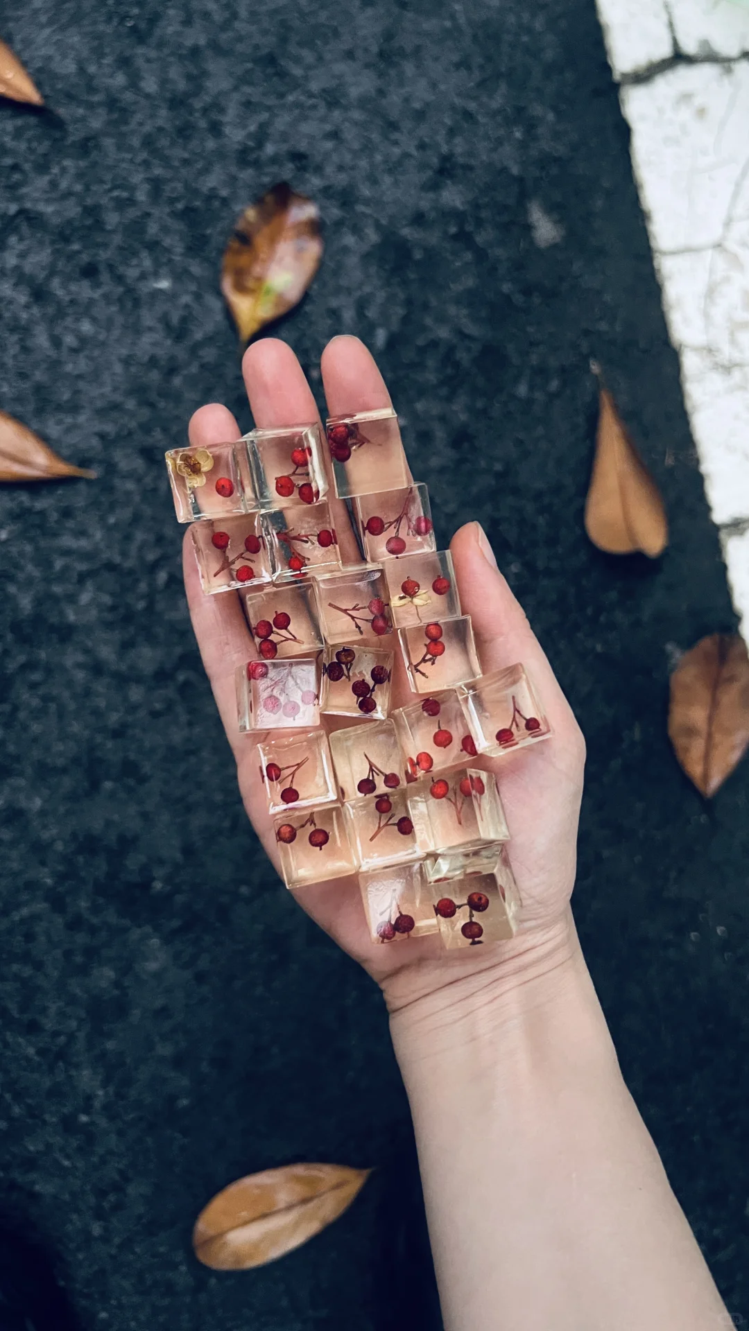 生命立方||植物在方寸间凝固永恒