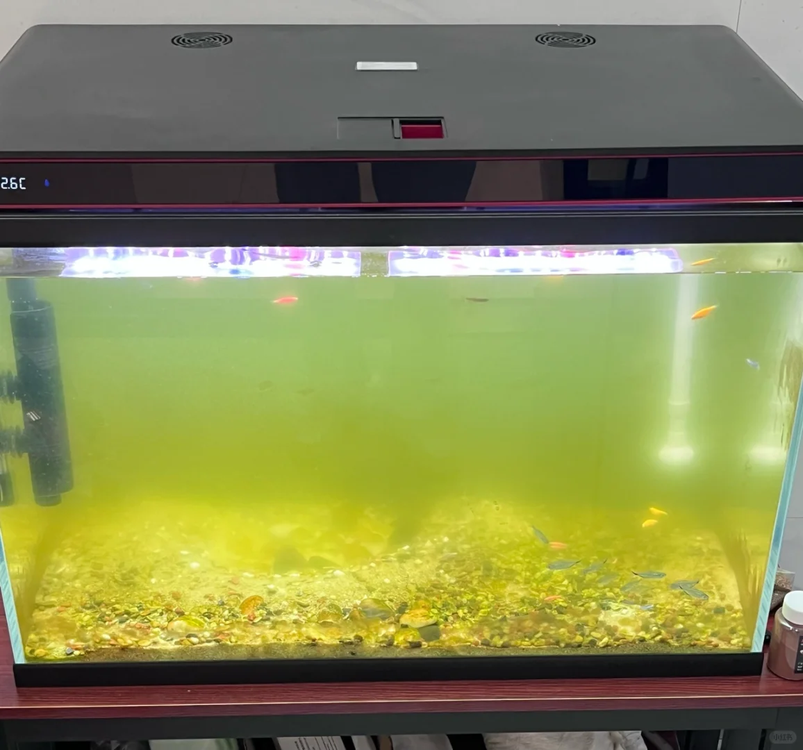 10天的努力绿水缸终于变清澈了