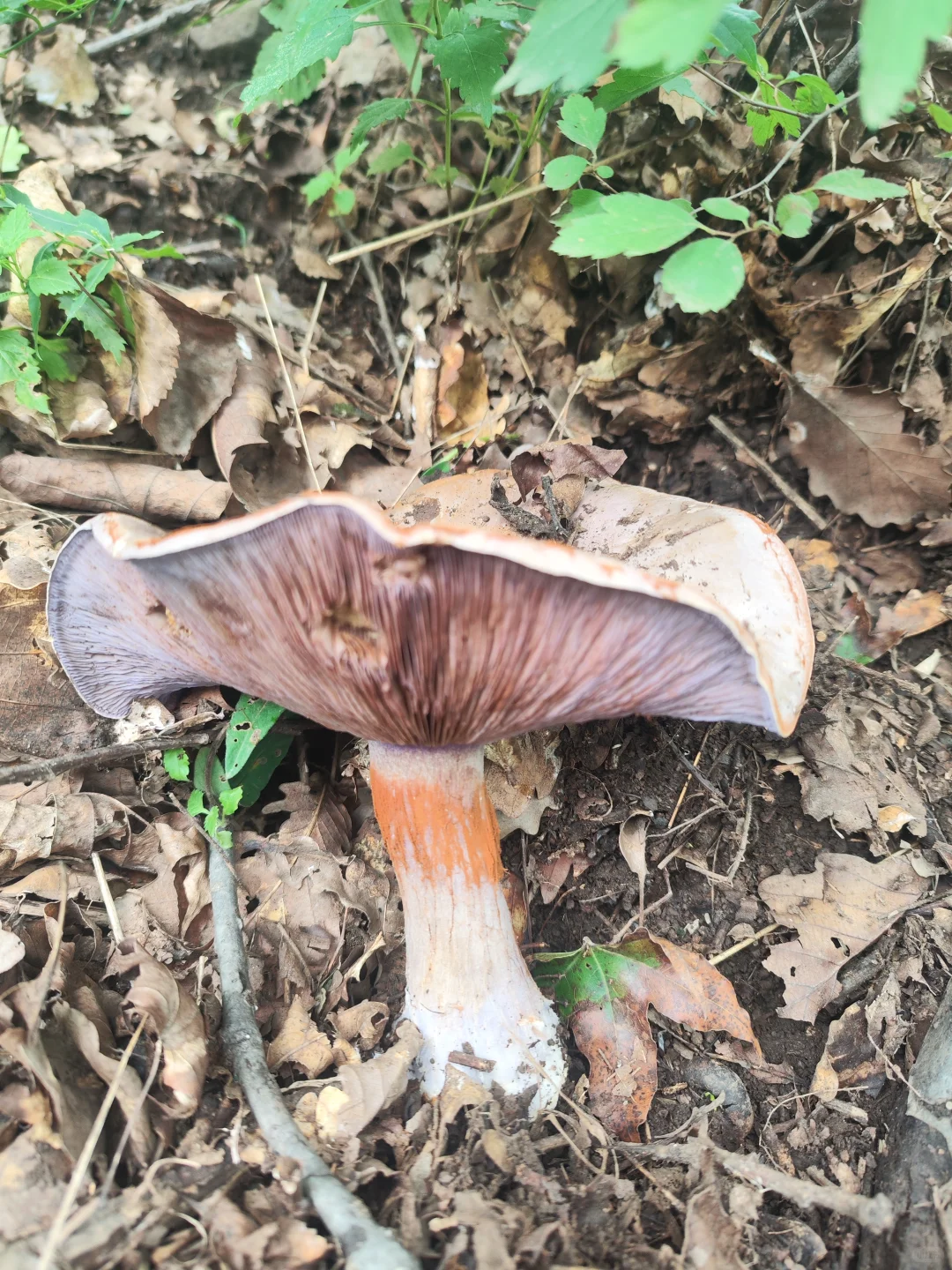 今日又解锁一种蘑菇-变色丝膜菌