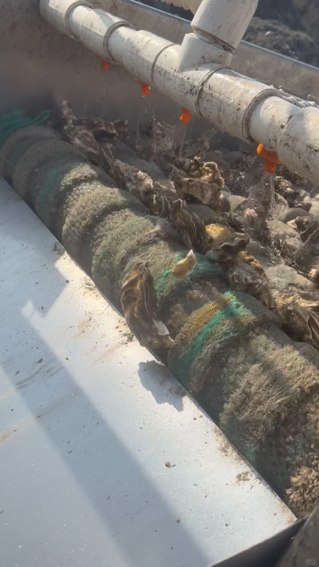 揭秘!古法养殖的生蚝上餐桌前的神秘之旅