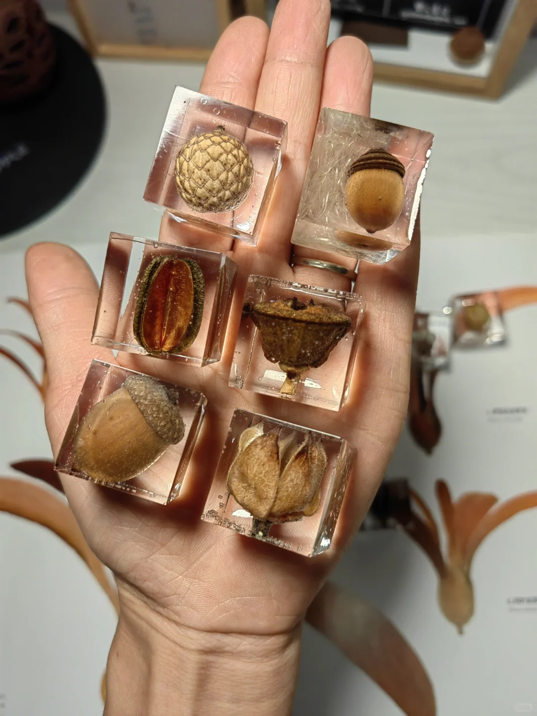 滴胶种子标本，让美永恒！