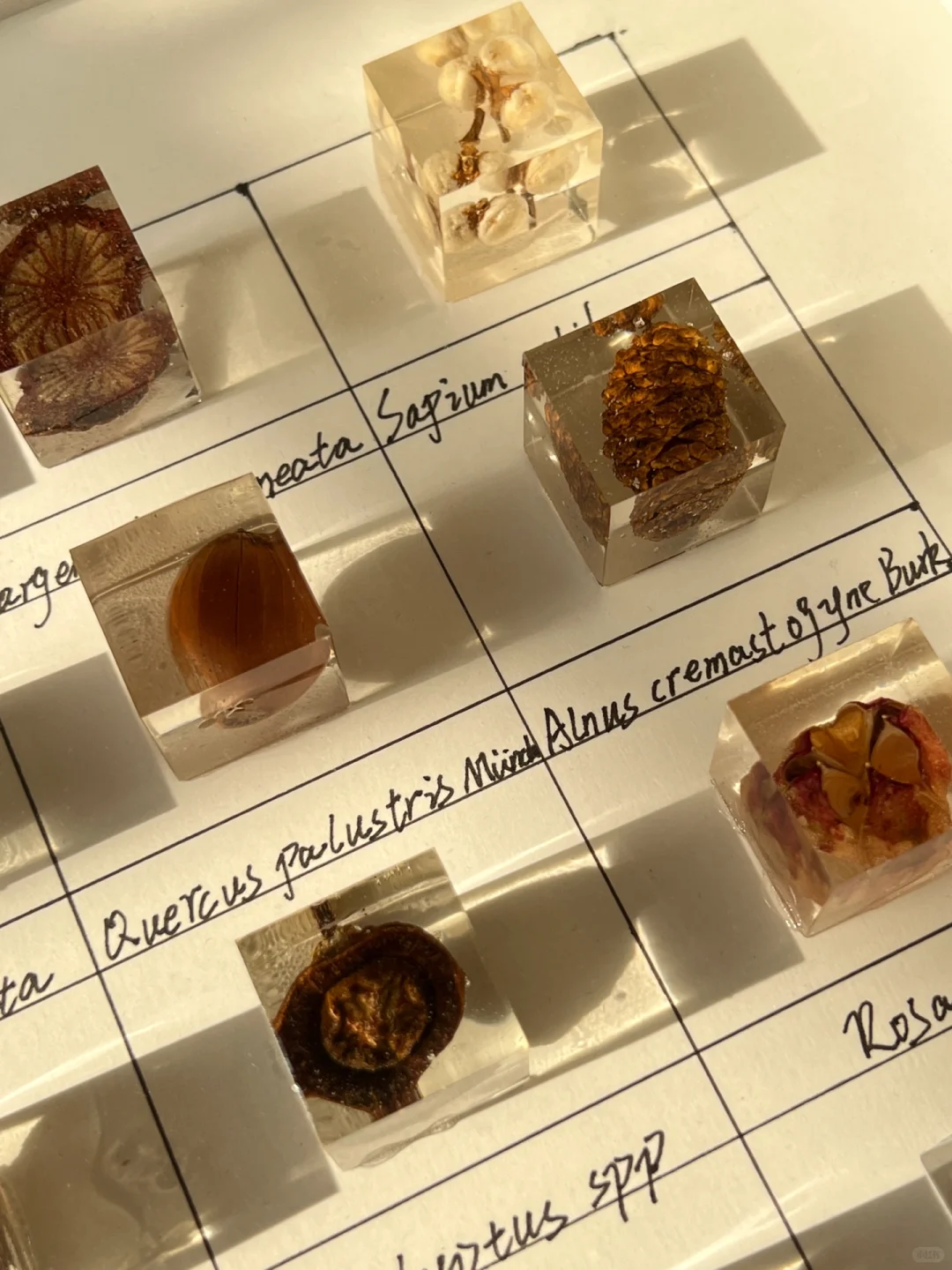 滴胶植物标本?|把秋天留在秋天