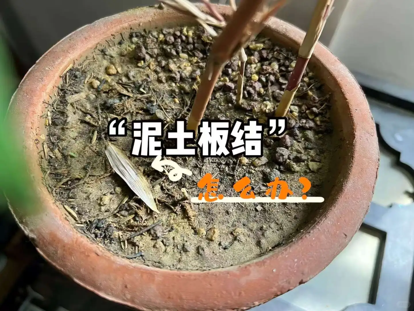 花盆土壤板结怎么办？