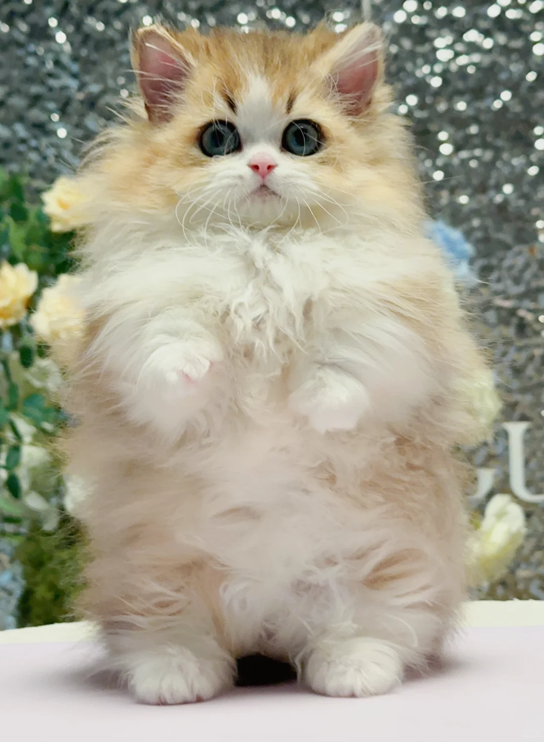 金加白米努特弟弟