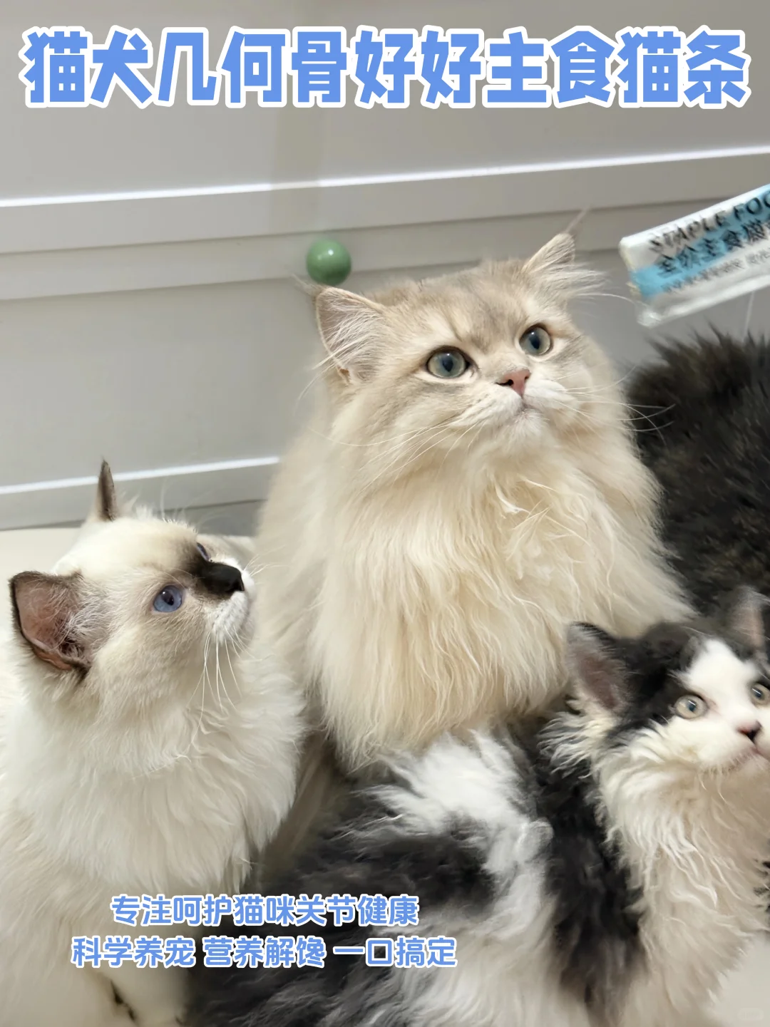 怒囤N+次!从幼到老都在投喂的的功能性猫条