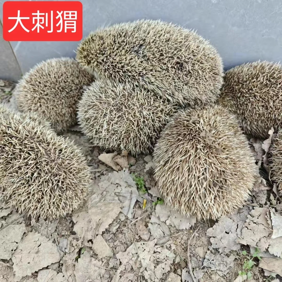 大刺猬活的 刺猬养殖购买 刺猬作用效果