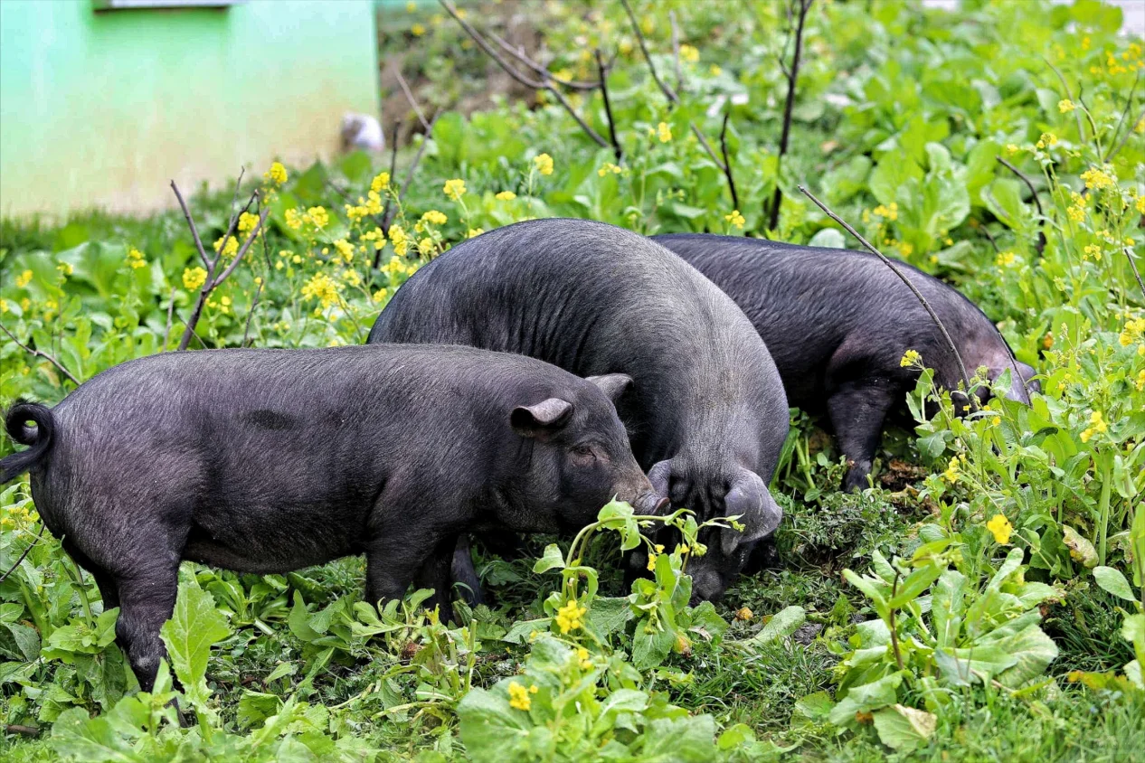 这篇文章告诉你市面有哪些黑猪品牌值得信赖