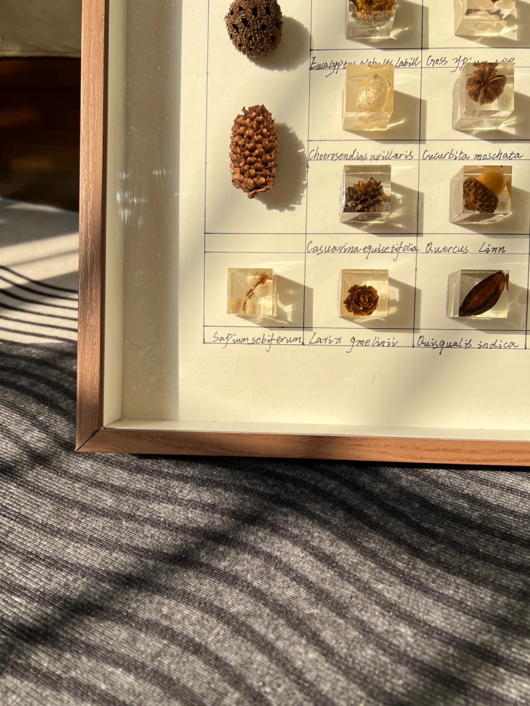 滴胶植物标本?|把秋天留在秋天