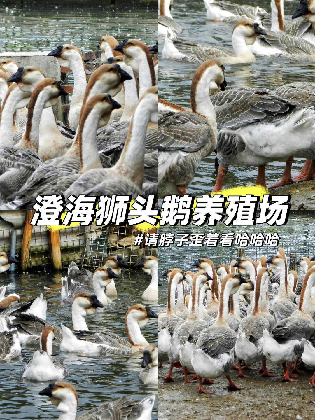 潜入澄海狮头鹅养殖场!