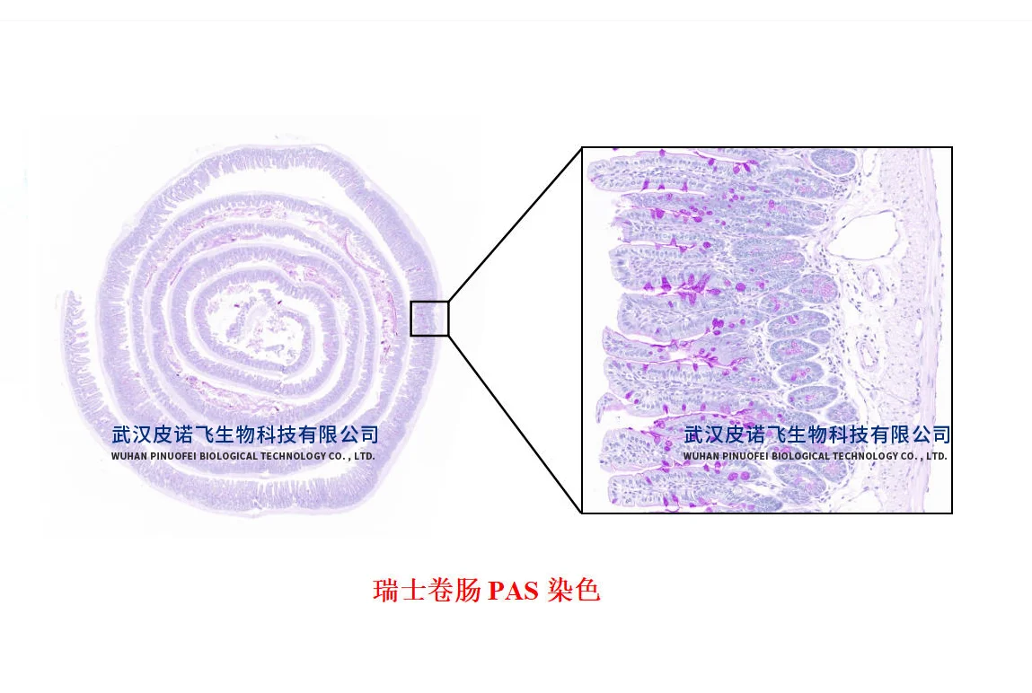 小鼠肠道#瑞士卷肠制作+肠道常见染色效果图