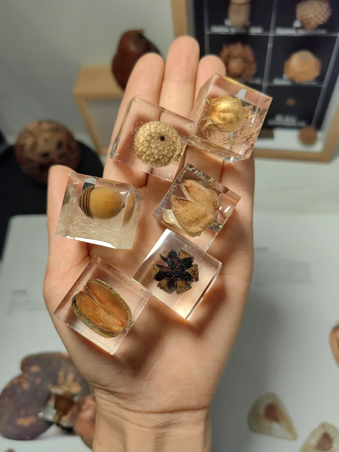 滴胶种子标本，让美永恒！