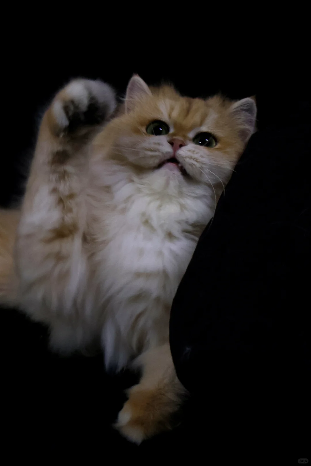 新母单麻双十二长毛金渐层