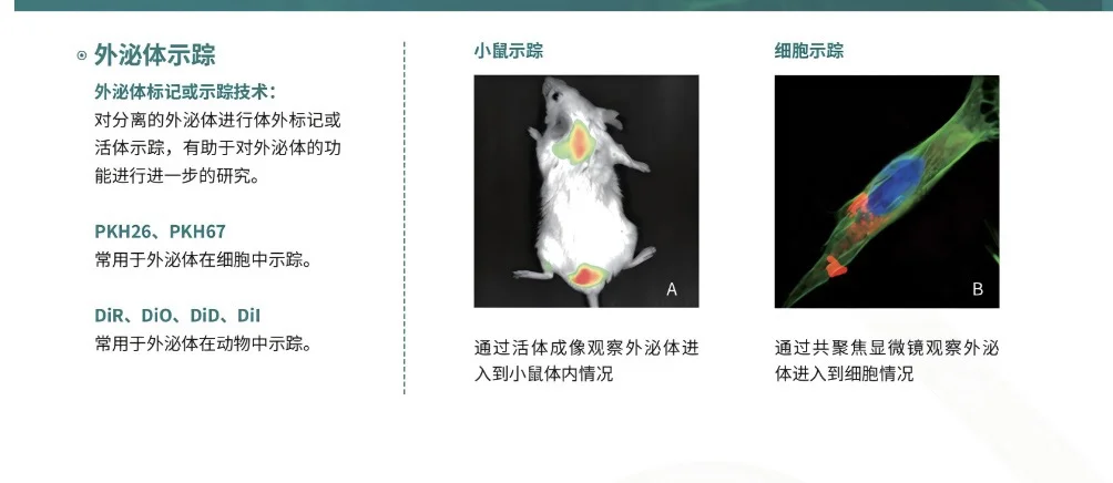 外泌体体外细胞示踪