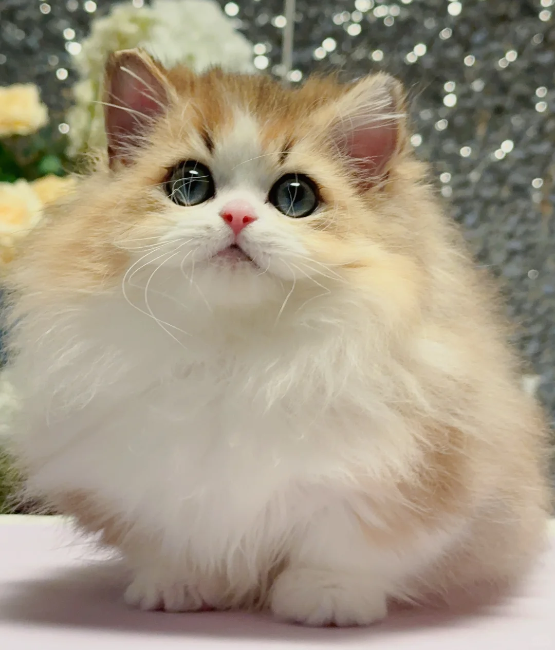 金加白米努特弟弟