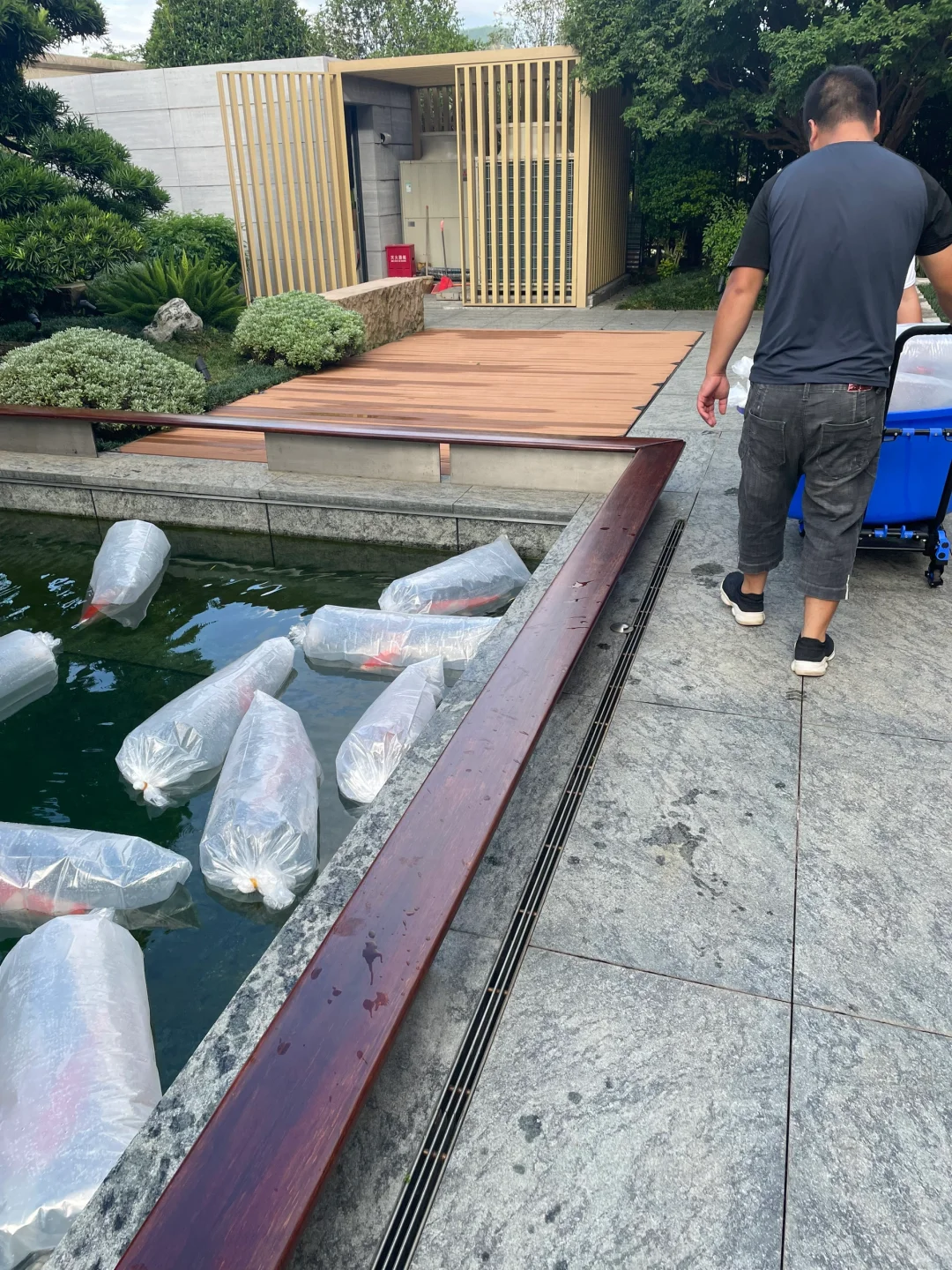 鱼池水质不好，用氧化菌修复，观察水色变化！