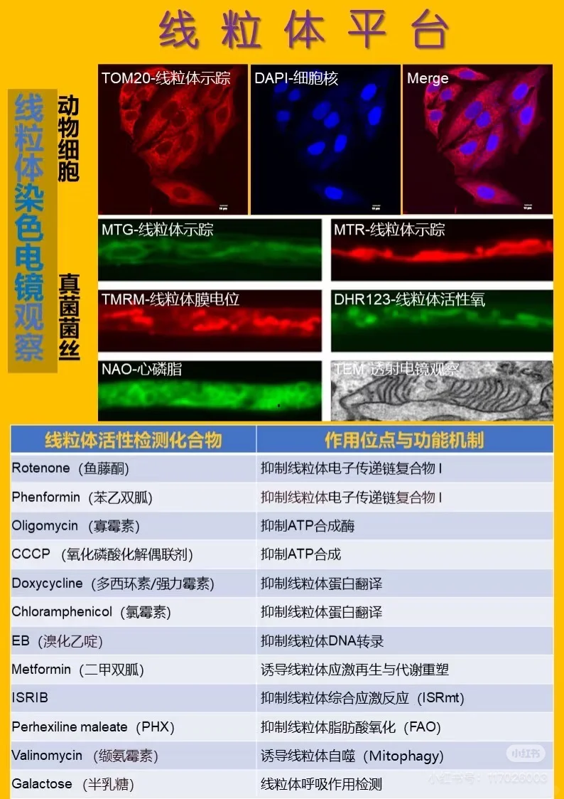双11大促!真菌基因敲除敲三赠一预付享豪礼